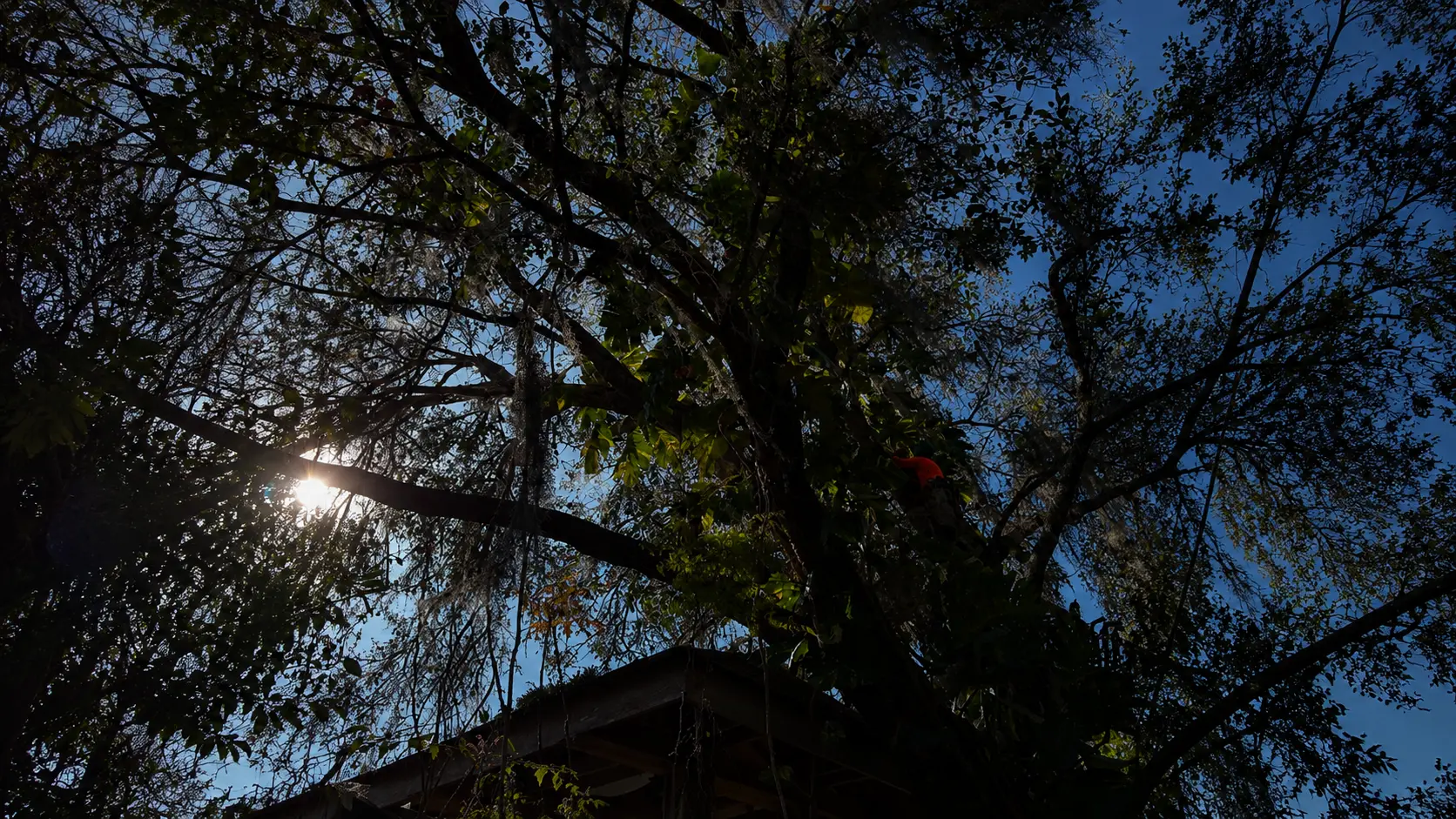 Looking up through a Florida oak canopy with Spanish moss and a climber working high in the branches