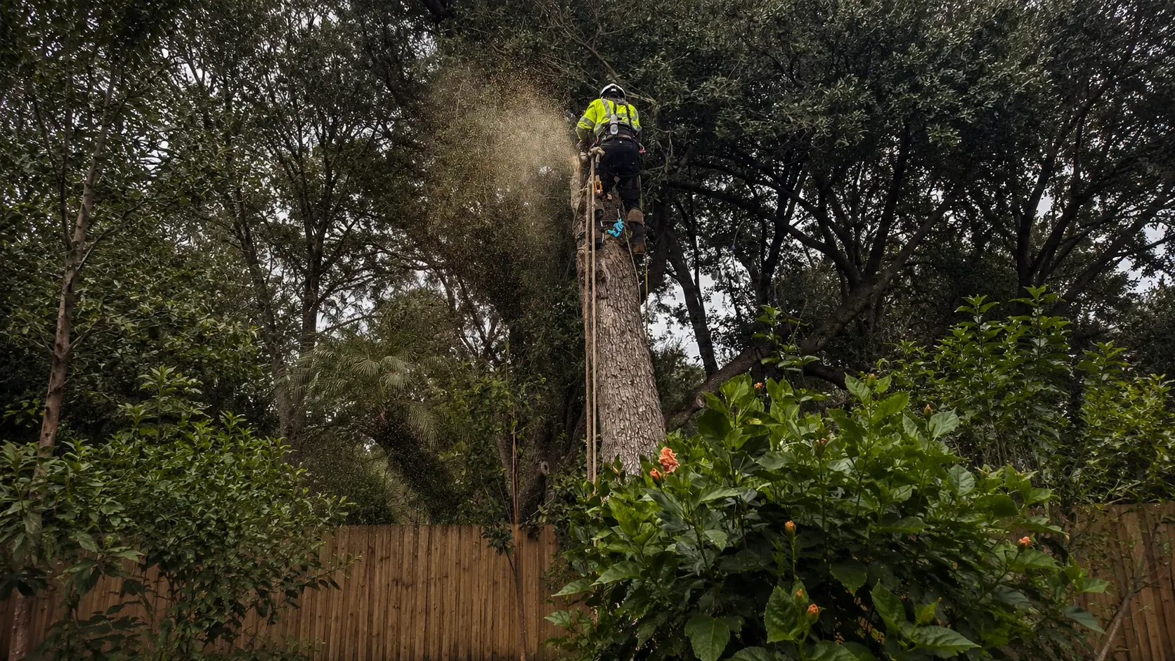 Shred Treez climber working high in a mature tree